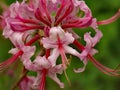 Close-up Pink Azaleas Ã¢â¬â Rhododendron periclymenoides